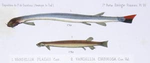 pez-candiru 
