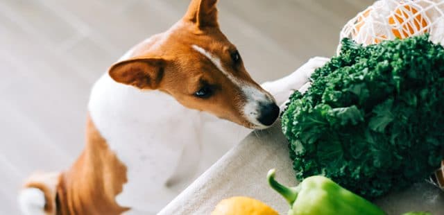 verduras para perros