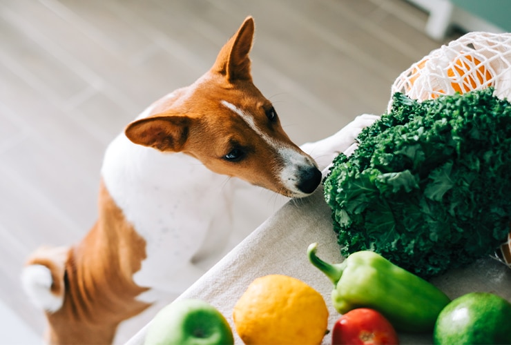 verduras para perros