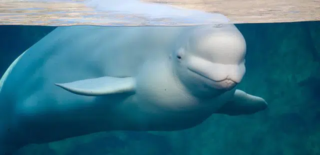 ¿Por qué la piel de los mamíferos marinos es gruesa?
