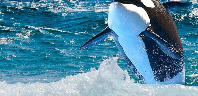 orca animal marino