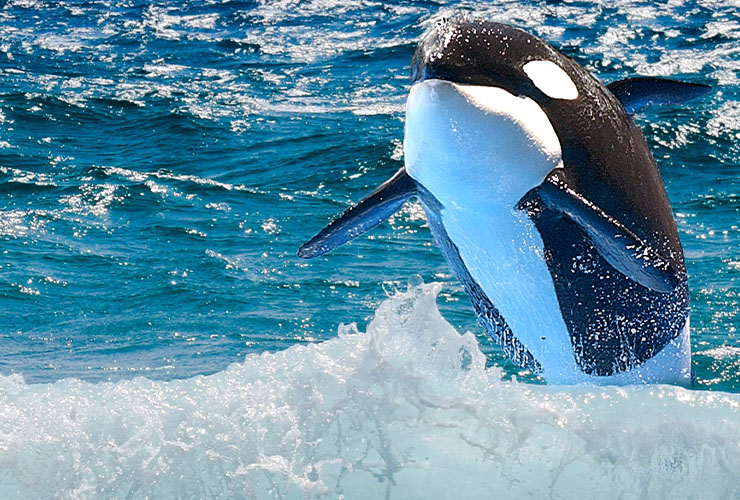 orca animal marino