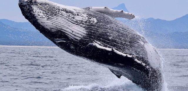 ¿La ballena es un mamífero marino? ¡Descúbrelo!