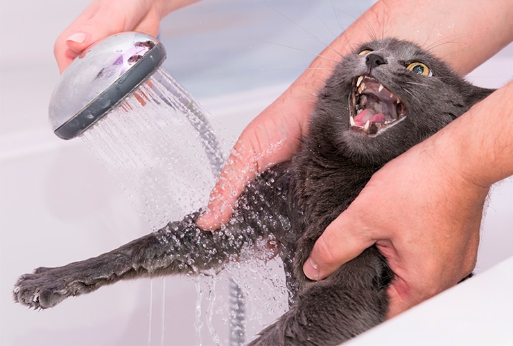 ¿ Hay que bañar a los gatos? 4 Consejos Para Lograrlo Sin Problema