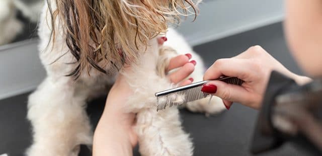 ¿Cómo cortar el pelo de las patas a un perro?
