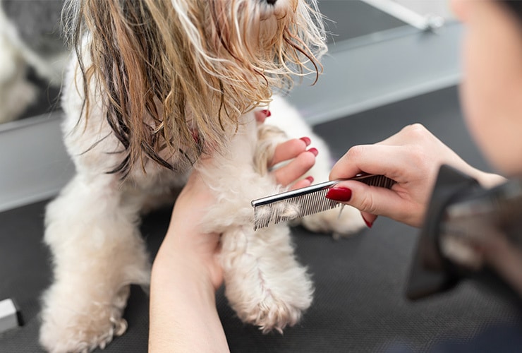¿Cómo cortar el pelo de las patas a un perro?