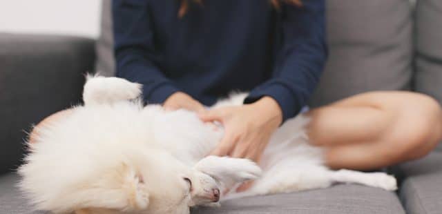 Masajes para perros: ¿cuáles son sus beneficios?