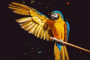 peliculas-animales-exoticos-guacamayo