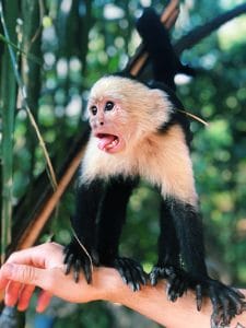 peliculas-animales-exoticos-mono-capuchino