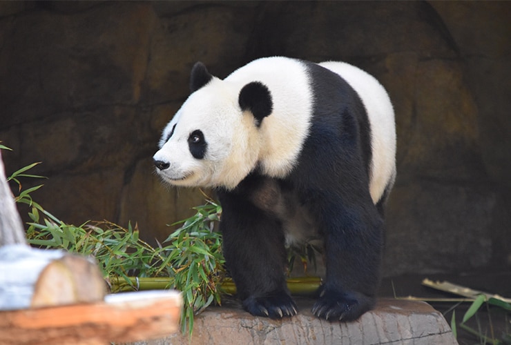 caracteristicas-oso-panda-gigante