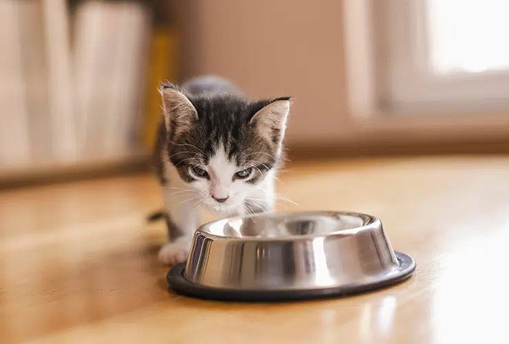 Cuánta comida un gato día? ¡Te contamos!