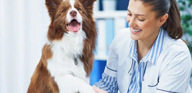 ¿Dónde estudiar fisioterapia veterinaria?