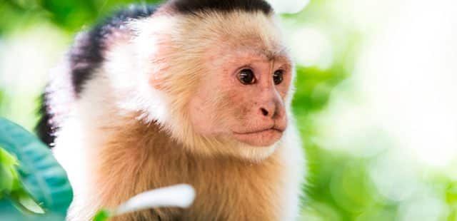 mono-capuchino-caracteristicas-primate