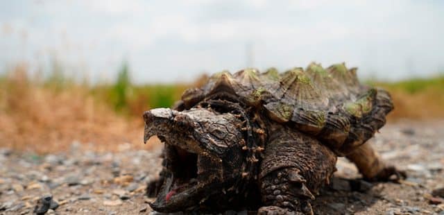 tortuga-caiman-cuales-son-caracteristicas