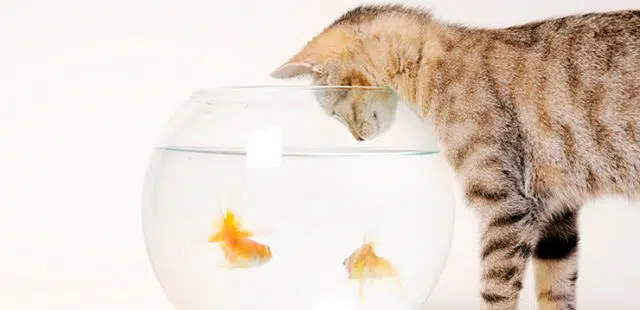 ¿Es bueno el pescado para los gatos?