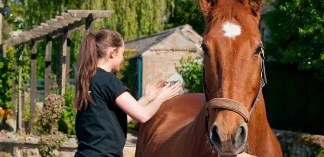 Fisioterapia para caballos: ¿cuándo es necesaria?