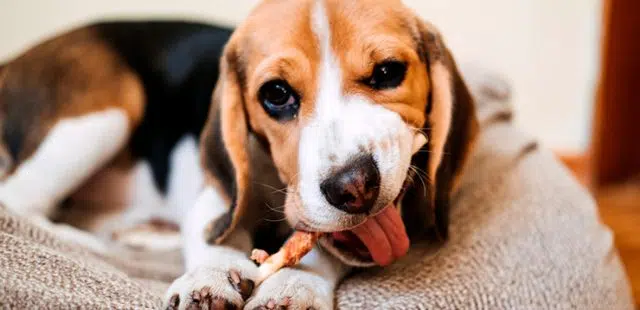 ¿Qué huesos pueden comer los perros?
