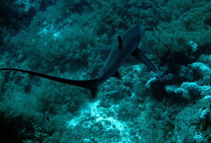 tiburon-zorro-caracteristicas-alimentacion-habitat
