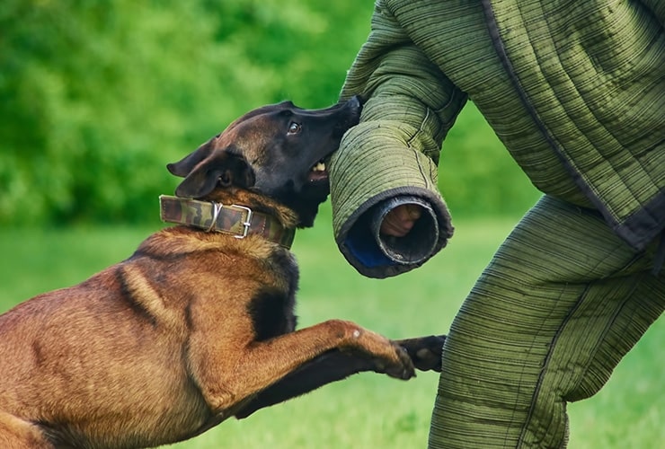 adiestramiento perros de defensa