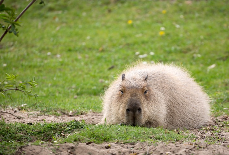 capibara mascota