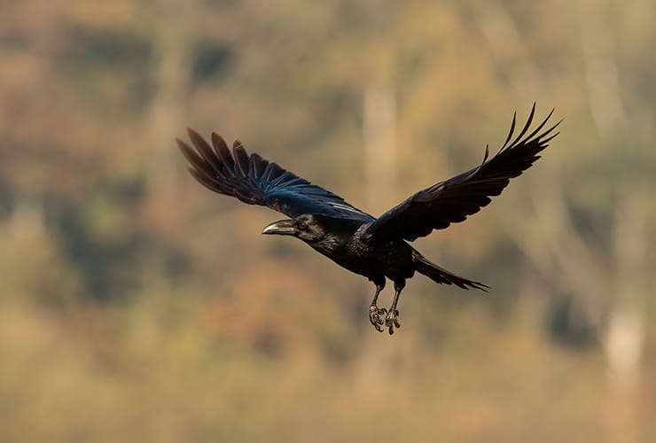 cuervo-comun