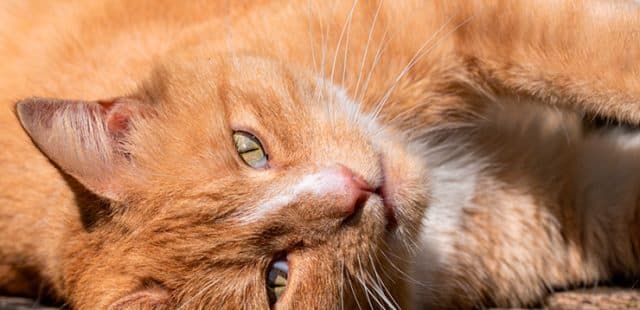 Tercer párpado en gatos: ¿qué es?