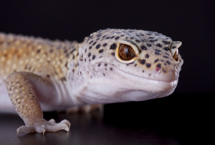geckos leopardos