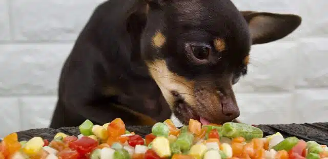 ¿Qué verduras pueden comer los perros?