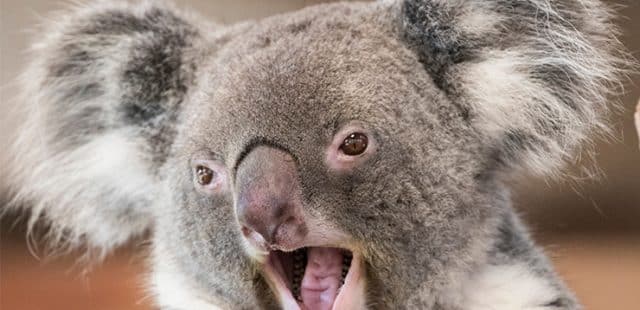 ¿Dónde viven los koalas? Su hábitat y en qué lugar encontrarlos