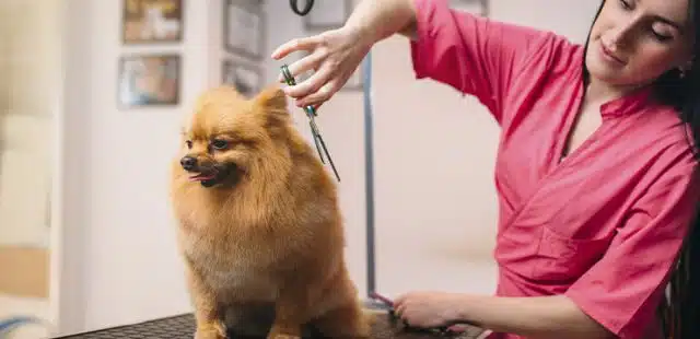¿Dónde estudiar peluquería canina? Opciones, análisis, características…