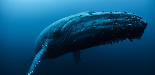 ¿Cuánto vive una ballena?
