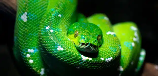 ¿Cuál es la diferencia entre una culebra y una serpiente?