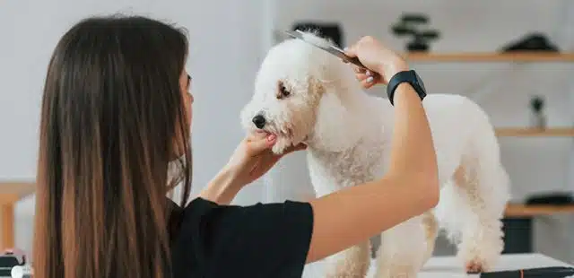¿Es rentable una peluquería canina? ¡Lo analizamos!