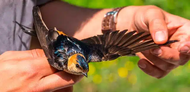 Estudiar ornitología, ¿qué saber al respecto?
