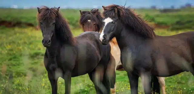 ¿Cuáles son las razas de caballos grandes?