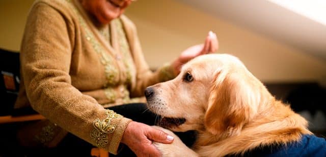 Todo lo que debes saber sobre la terapia asistida con perros