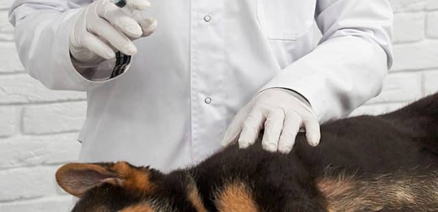 Accesorios de veterinaria: Guía para entender su uso e importancia