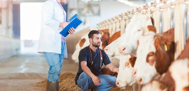 Cómo ser un auxiliar veterinario de animales de granja