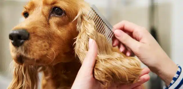 ¿Cuánto cuesta montar una peluquería canina?