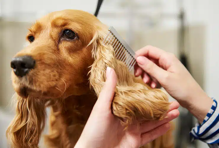 cuanto-cuesta-montar-peluqueria-canina