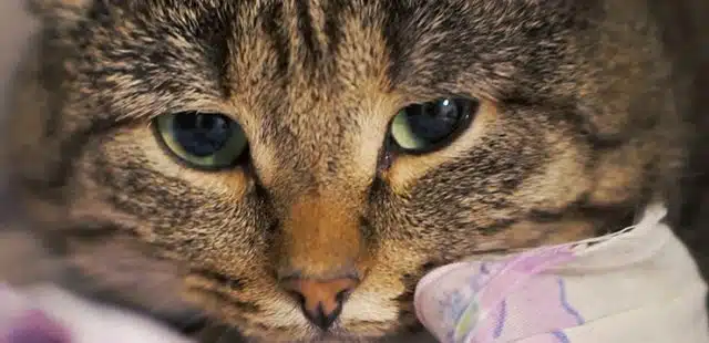 Depresión en gatos: ¡todo lo que necesitas saber!