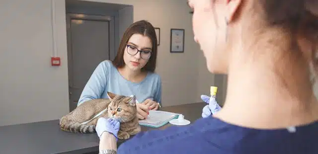 Prácticas de auxiliar de veterinaria: ¡elige las mejores!
