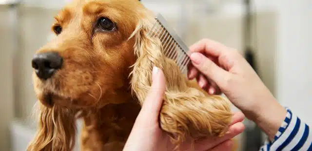 Productos para el cuidado del pelo de perros