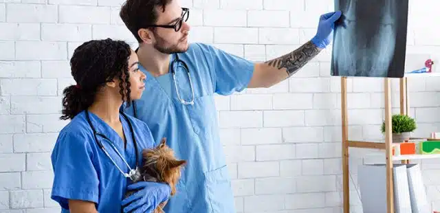 Diferencias entre clínica y hospital veterinario