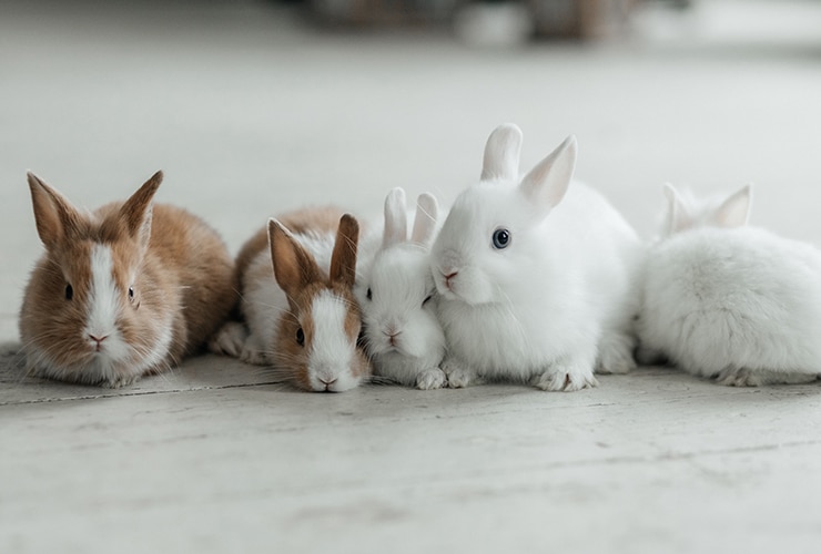 razas-de-conejos