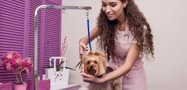 Cómo conseguir trabajo en una peluquería canina sin experiencia