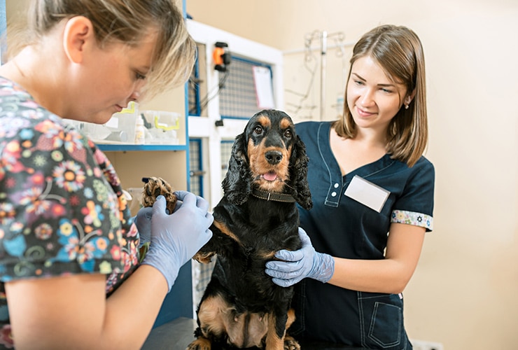 como-elegir-mejor-curso-veterinaria