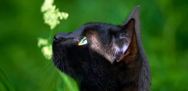 Diferencias entre gato bombay y gato negro europeo