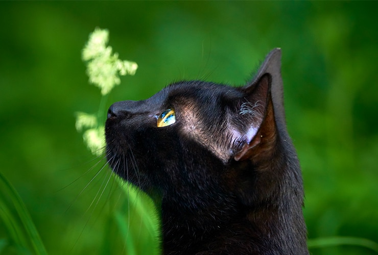gato-bombay-gato-negro-europeo